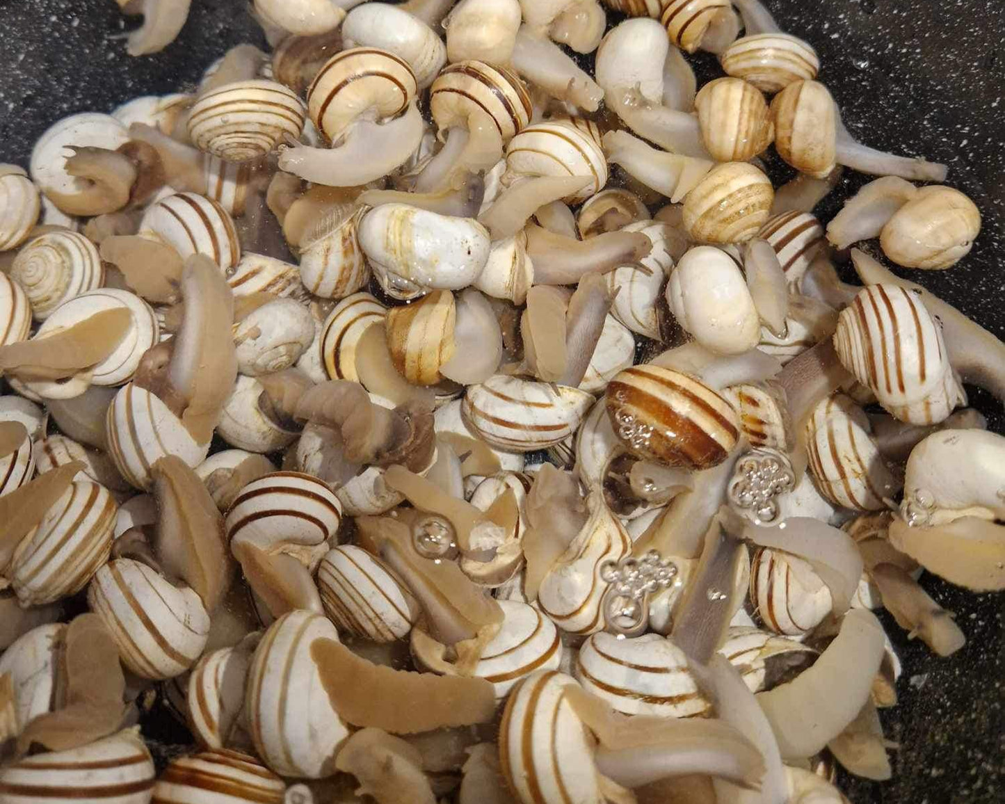 1 kg Rigatella Snails (Eobania Vermiculata) + FREE