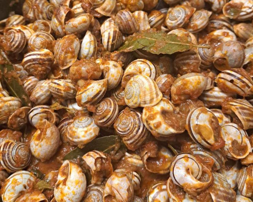 1 kg Rigatella Snails (Eobania Vermiculata) + FREE